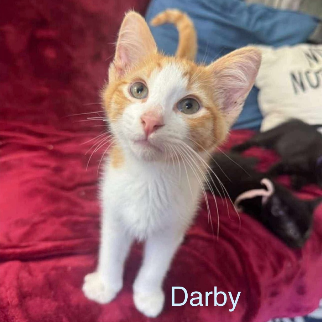 Darby