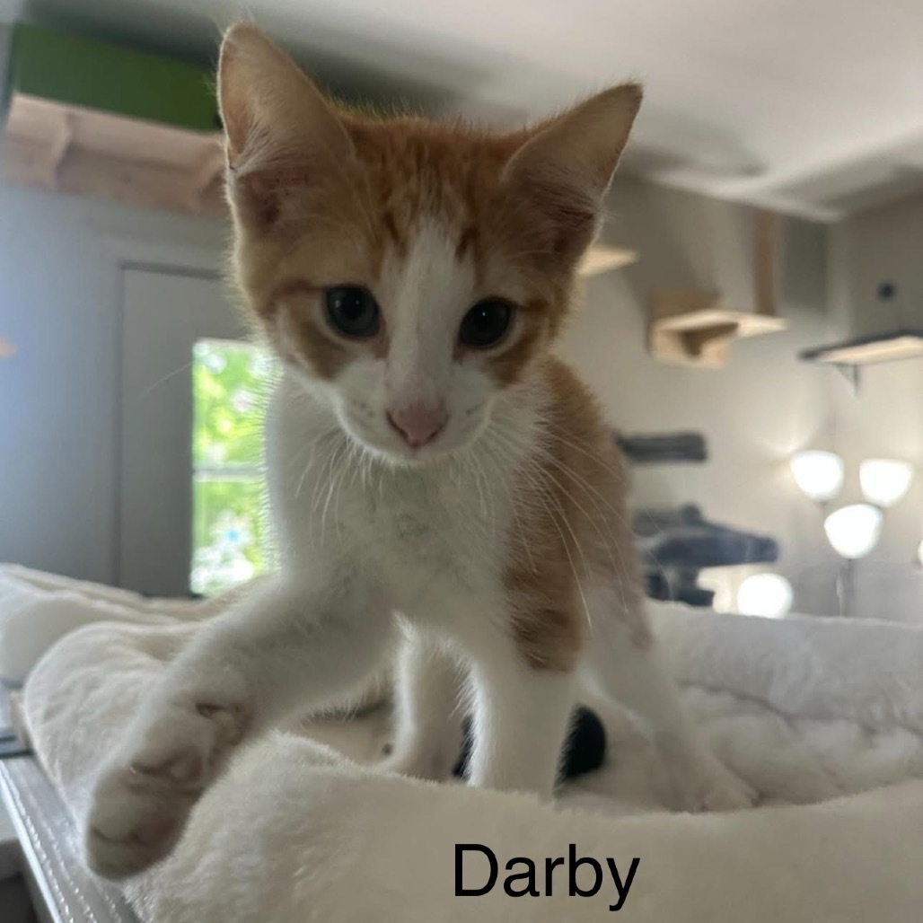 Darby
