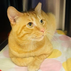 Cassius, Adult Male unknown