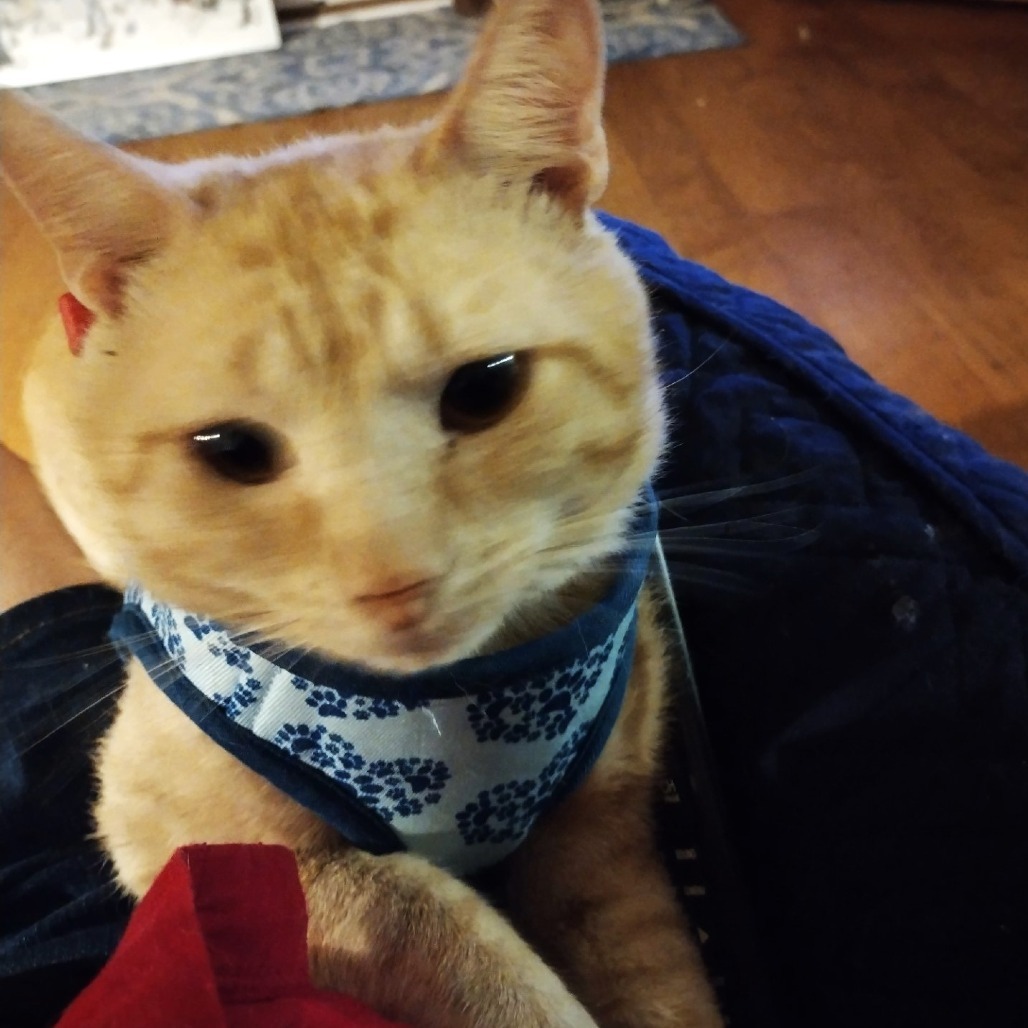 Cleo