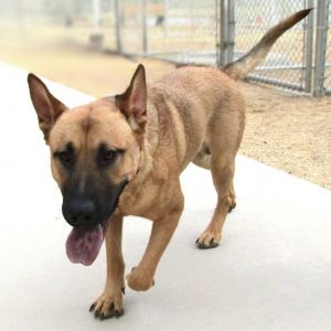 Vance, Adult Male unknown