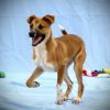 Scout photo 1