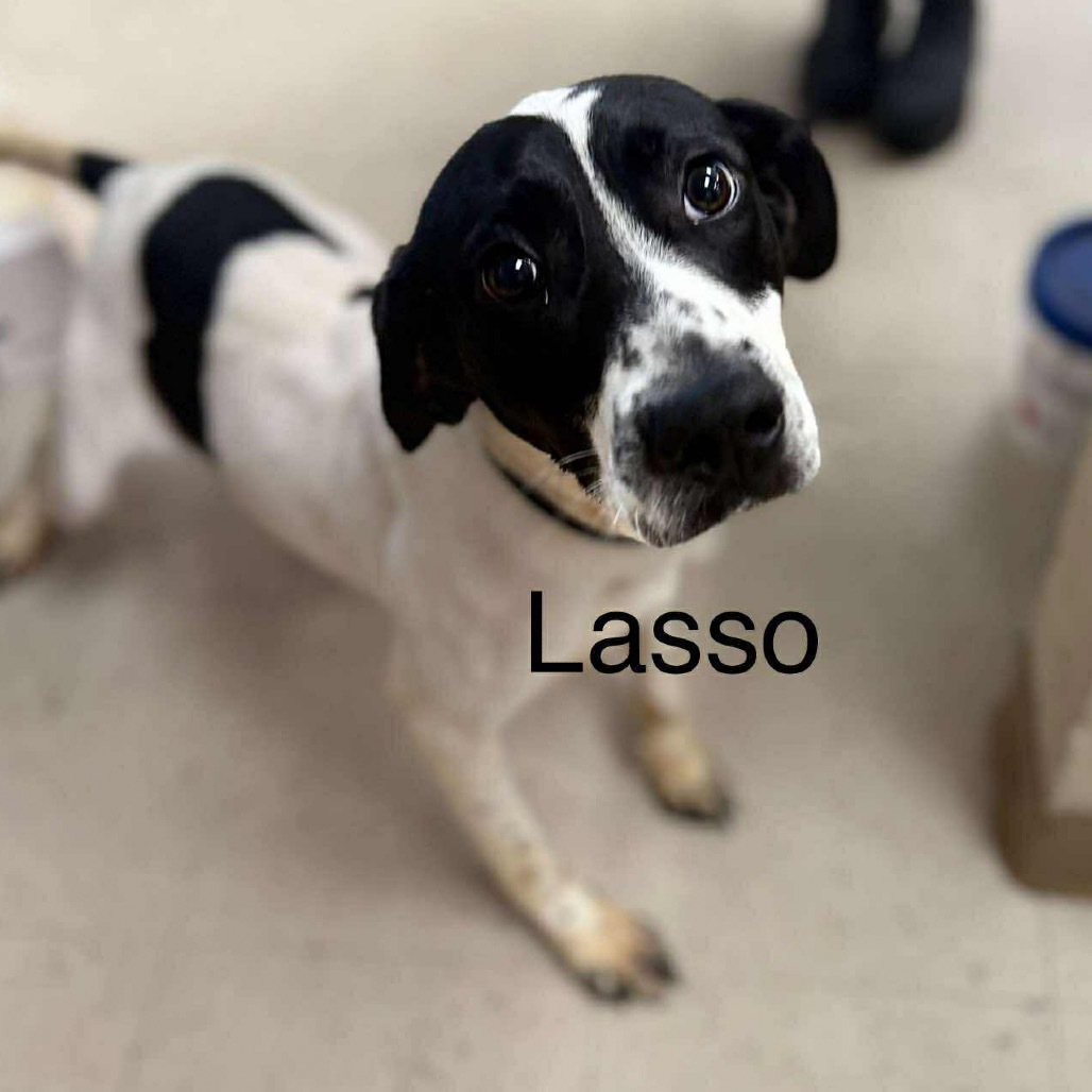 Lasso