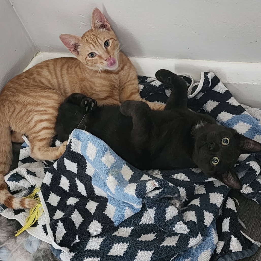 Gavriel (Paired with Potato)