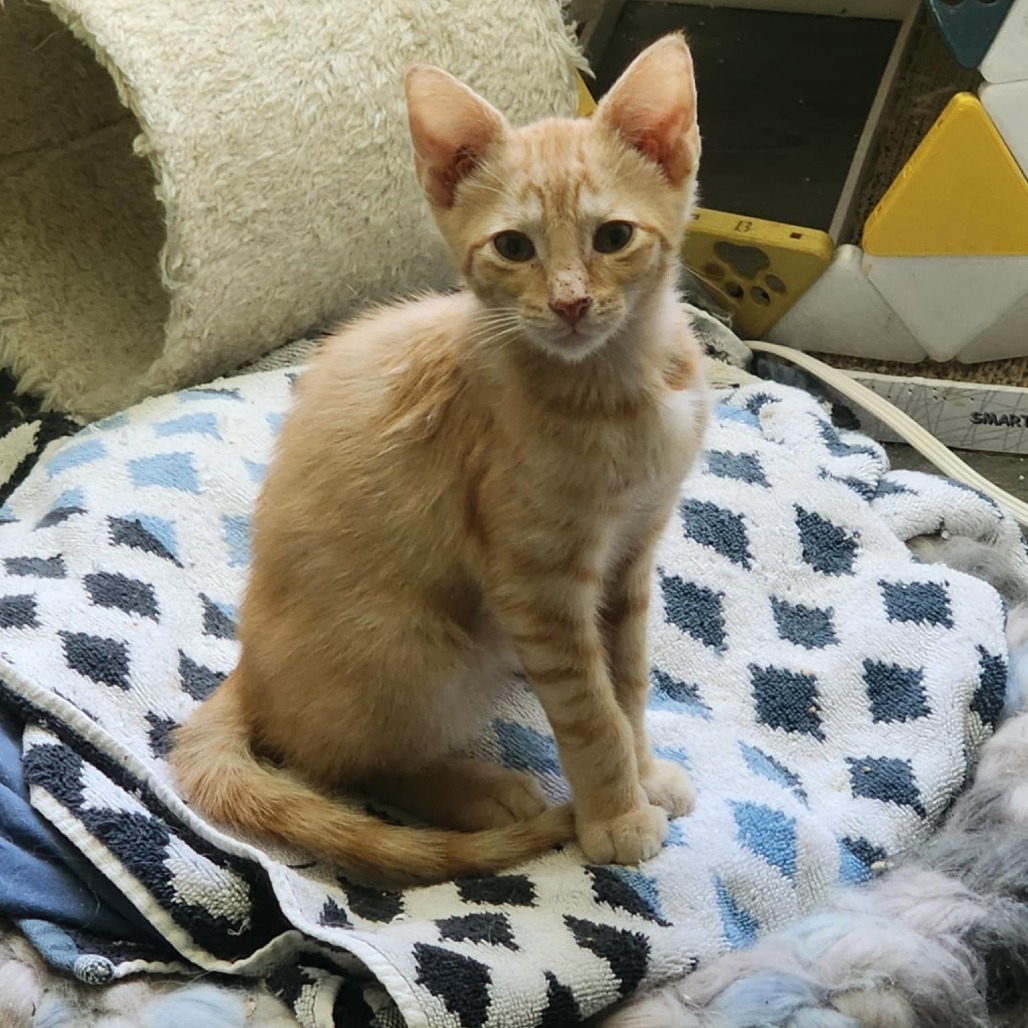 Gavriel (Paired with Potato)