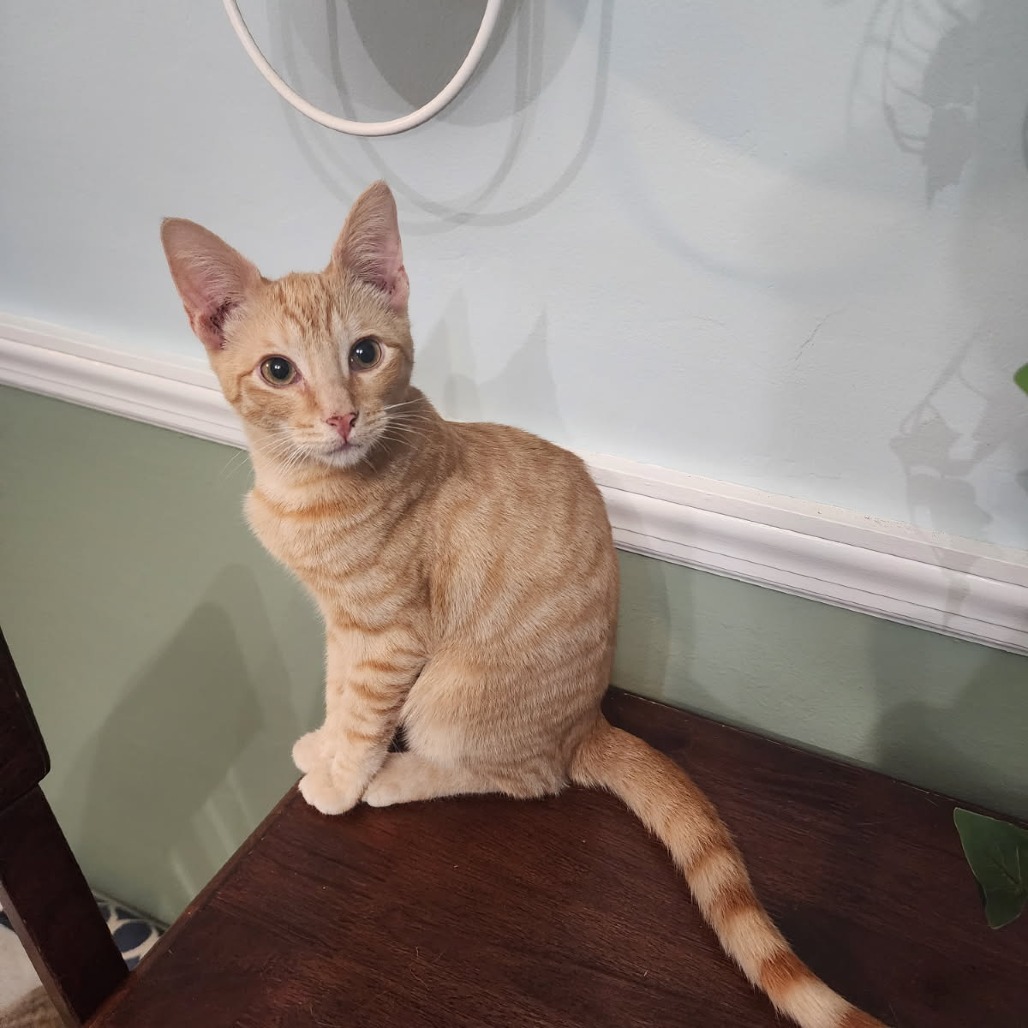 Gavriel (Paired with Potato)