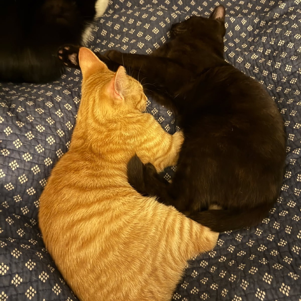 Gavriel (Paired with Potato)