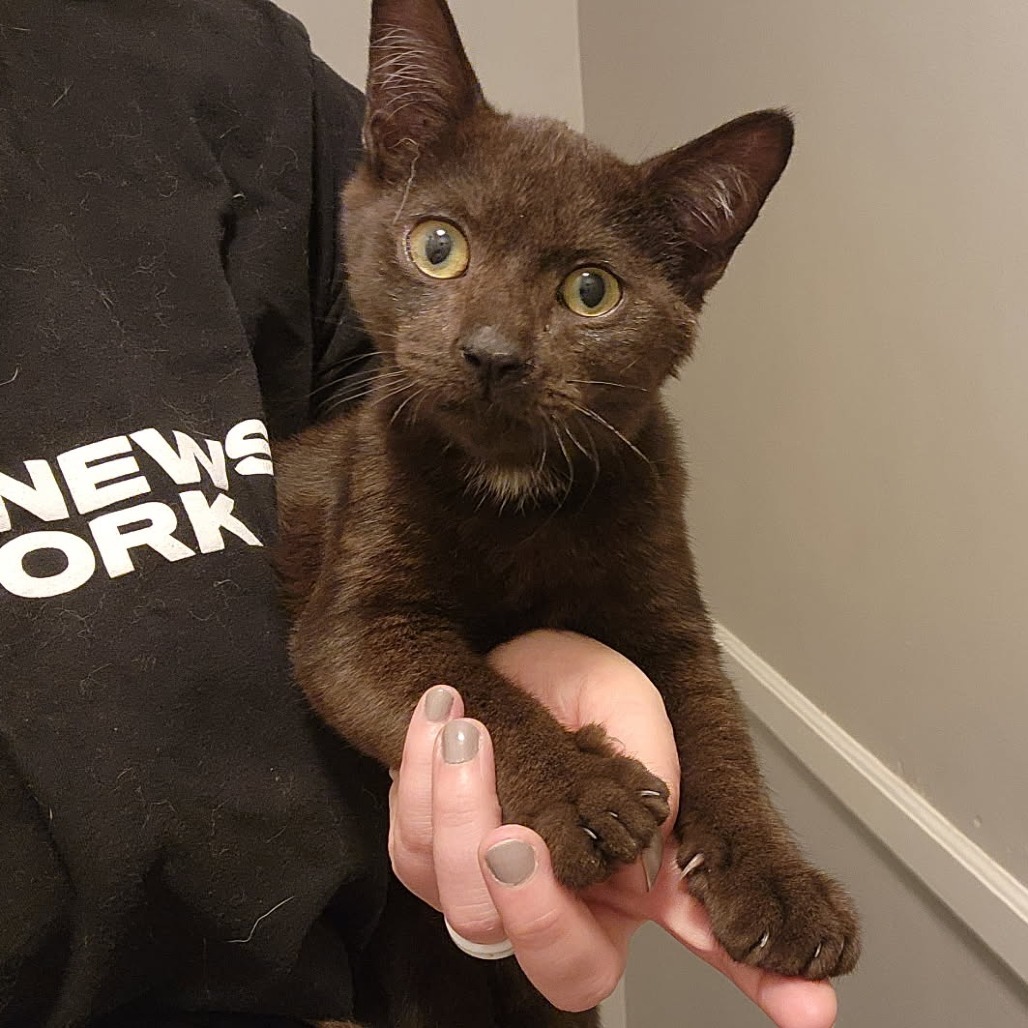 Potato (Paired with Gavriel)