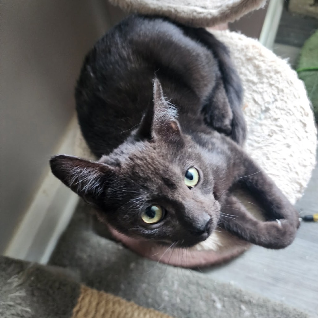 Potato (Paired with Gavriel)