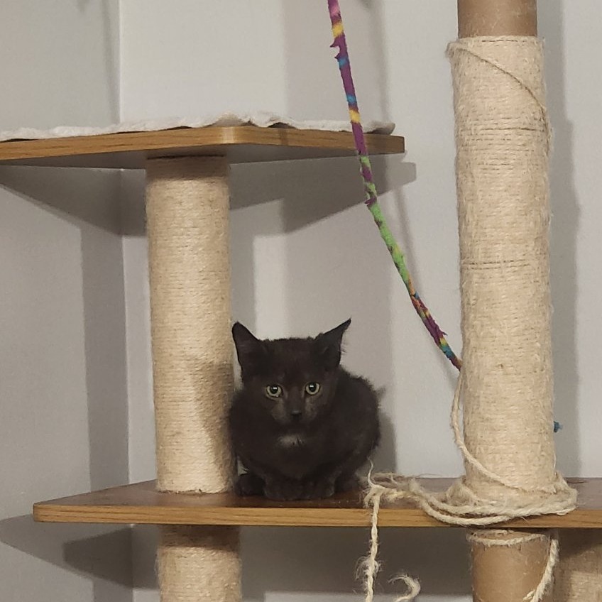 Potato (Paired with Gavriel)