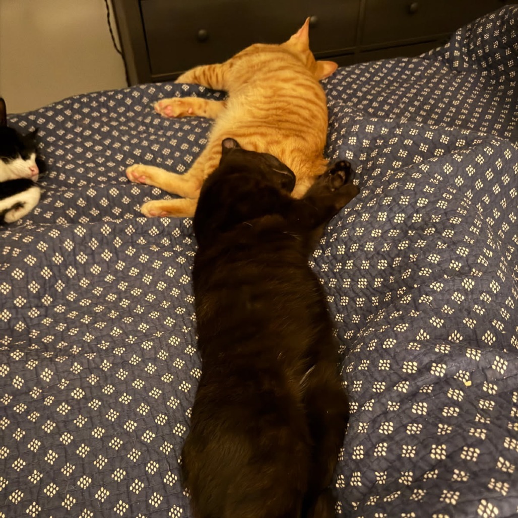 Potato (Paired with Gavriel)