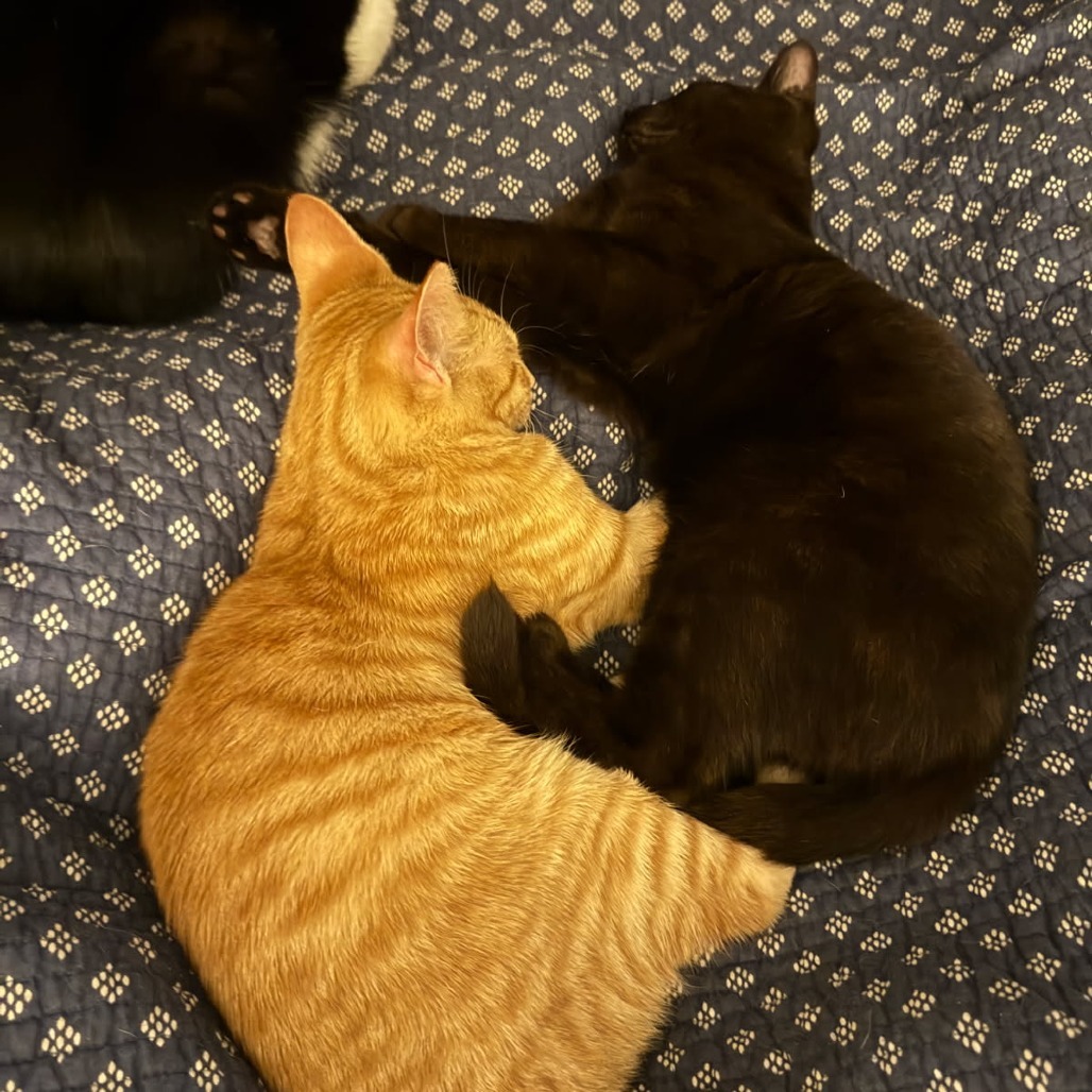 Potato (Paired with Gavriel)