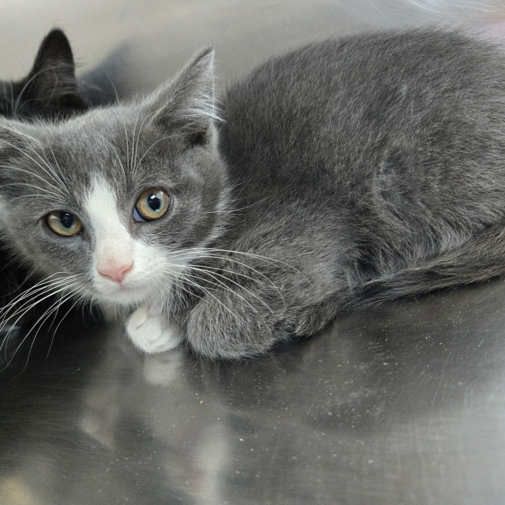 Tzatziki, an adoptable Domestic Long Hair in Buffalo, WY, 82834 | Photo Image 1