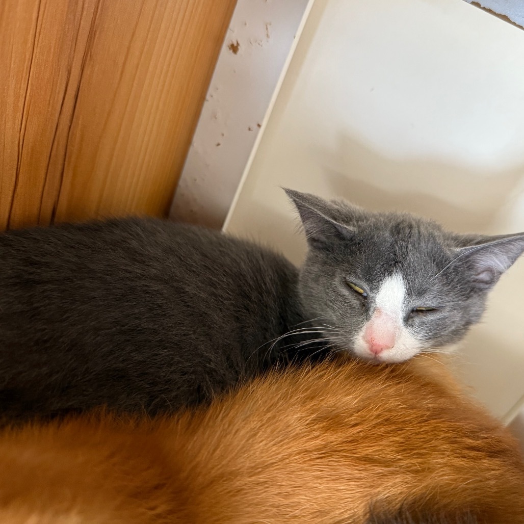 Tzatziki, an adoptable Domestic Long Hair in Buffalo, WY, 82834 | Photo Image 2