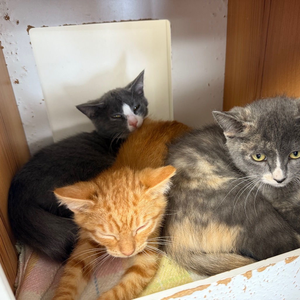 Tzatziki, an adoptable Domestic Long Hair in Buffalo, WY, 82834 | Photo Image 3