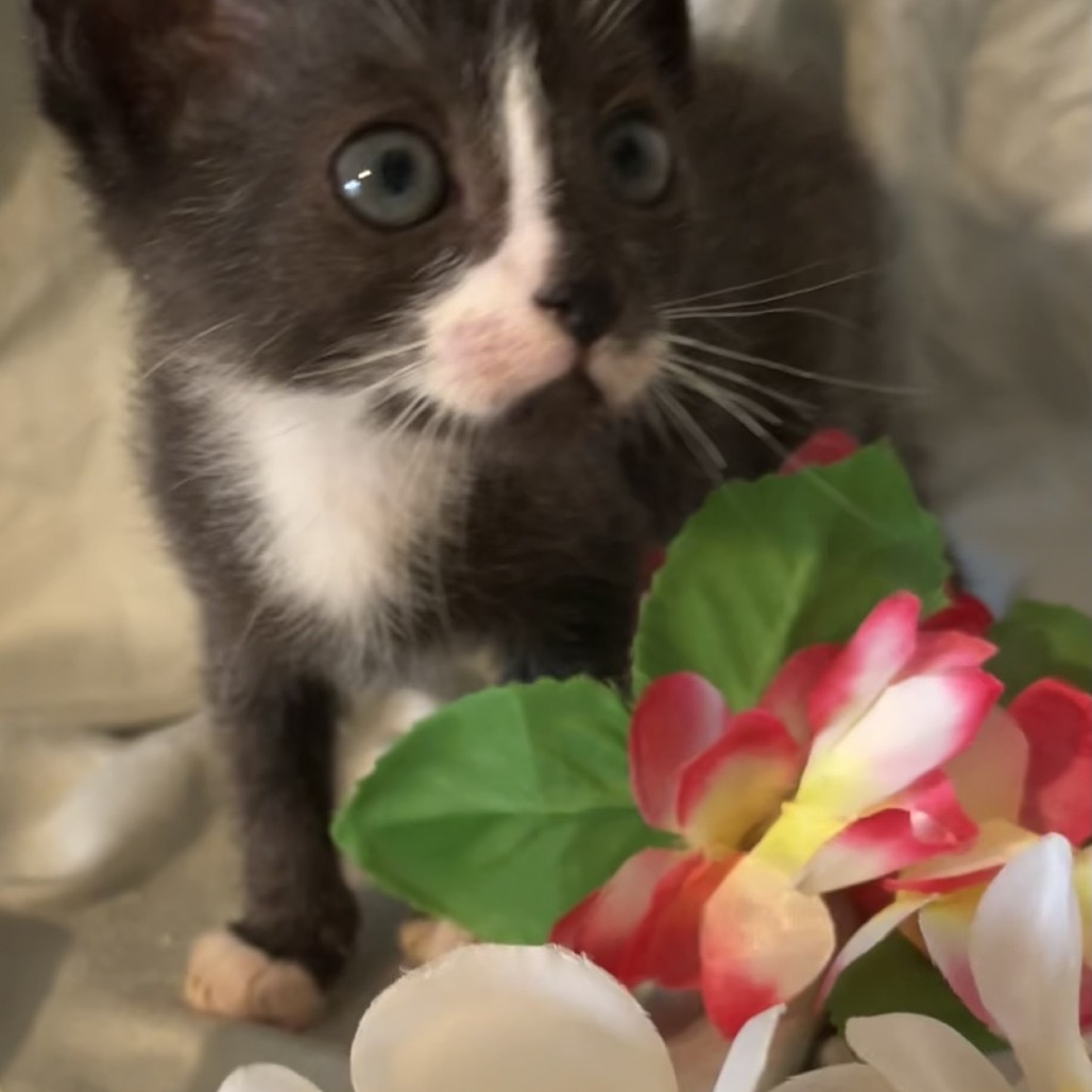 Fiji