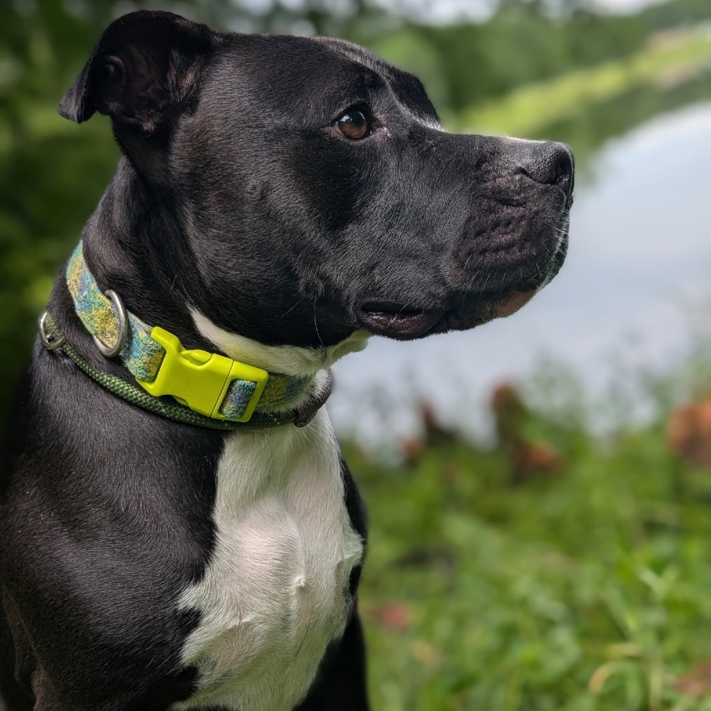Bruce 27974