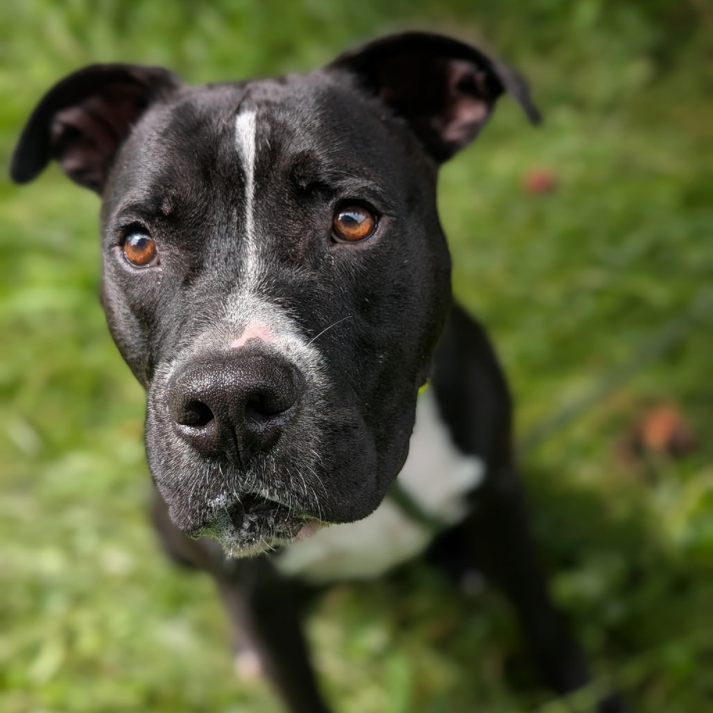 Bruce 27974