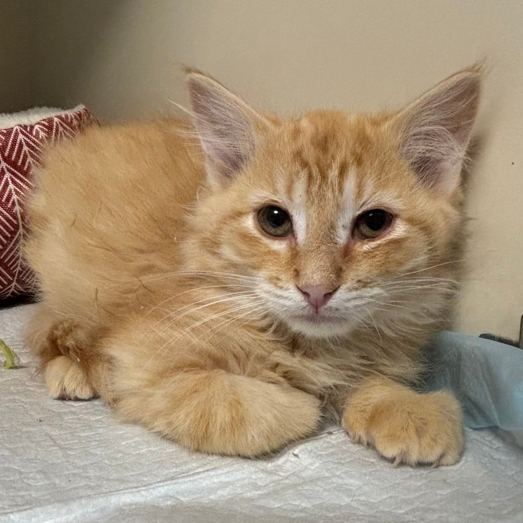 Storm, an adoptable Domestic Short Hair in Cody, WY, 82414 | Photo Image 1