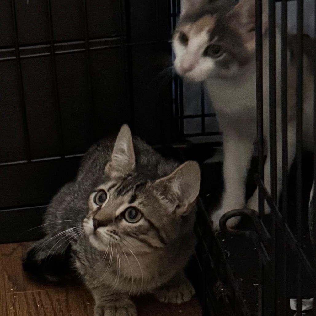 Toe (In Foster)