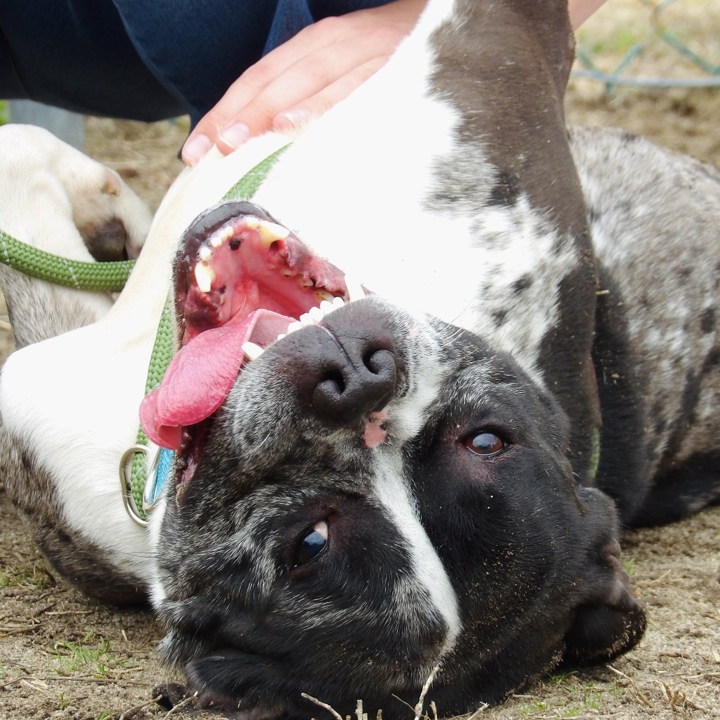 Echo