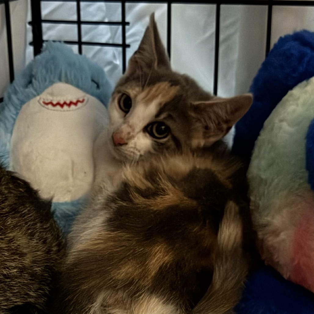 Tic (In Foster)