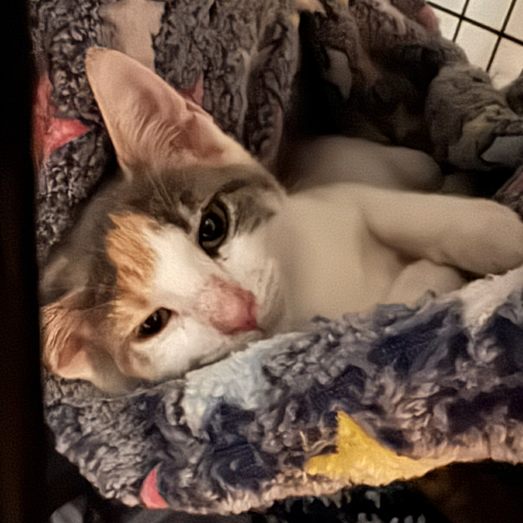 Tic (In Foster)