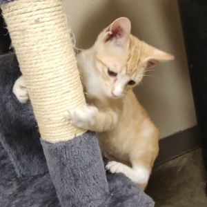 Ozzy Pawsborn, Baby Male unknown