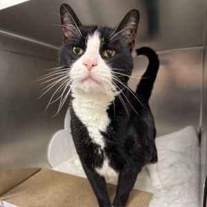 Tango, Senior Male unknown