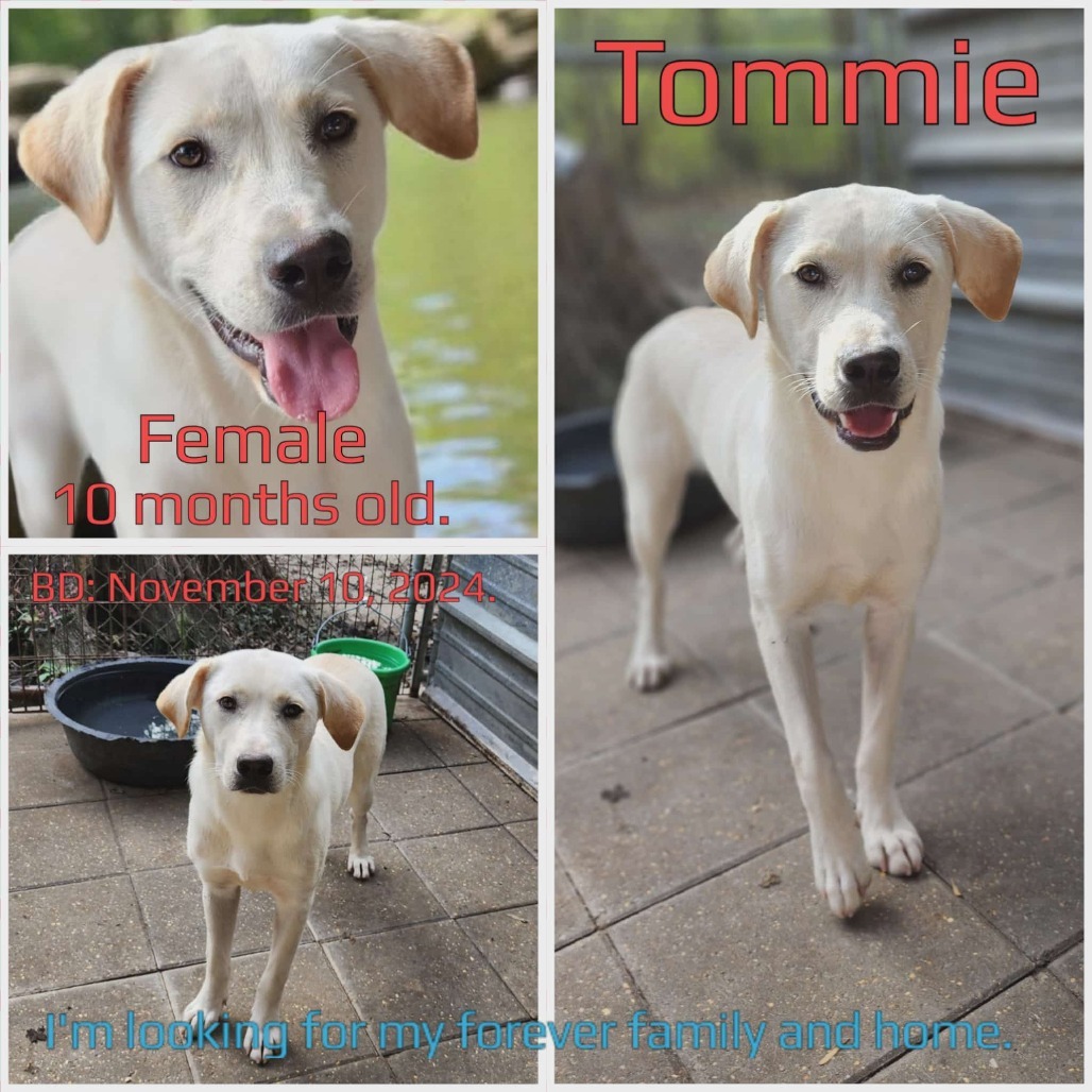 Tommie