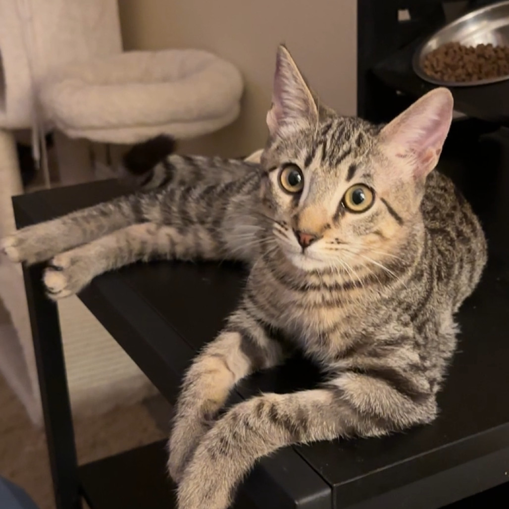 Ziggy, an adoptable Domestic Short Hair in Las Vegas, NV, 89128 | Photo Image 1