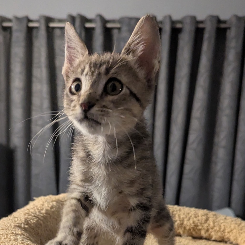 Ziggy, an adoptable Domestic Short Hair in Las Vegas, NV, 89128 | Photo Image 2