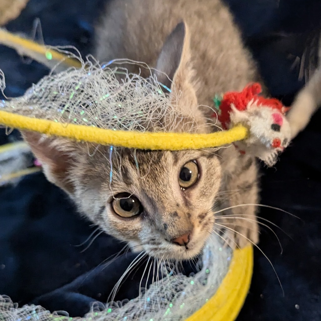 Ziggy, an adoptable Domestic Short Hair in Las Vegas, NV, 89128 | Photo Image 3