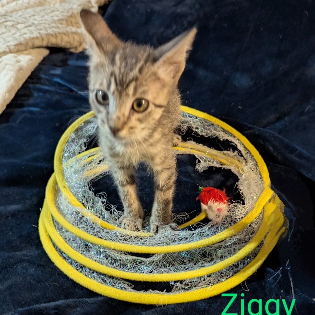 Ziggy, an adoptable Domestic Short Hair in Las Vegas, NV, 89128 | Photo Image 4