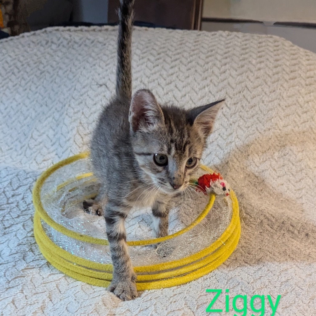 Ziggy, an adoptable Domestic Short Hair in Las Vegas, NV, 89128 | Photo Image 5