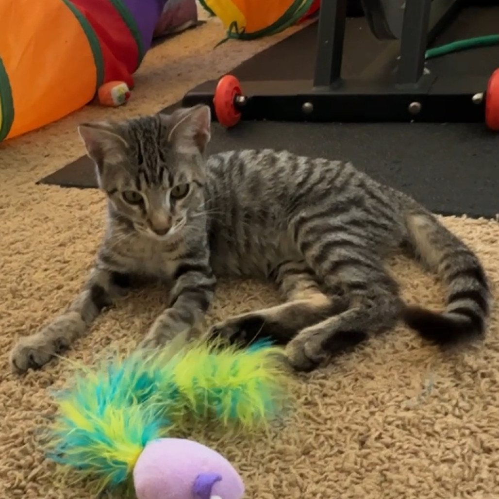 Ziggy, an adoptable Domestic Short Hair in Las Vegas, NV, 89128 | Photo Image 6