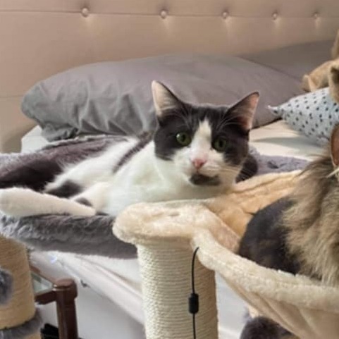 Neville C63491 bonded w/Rumi
