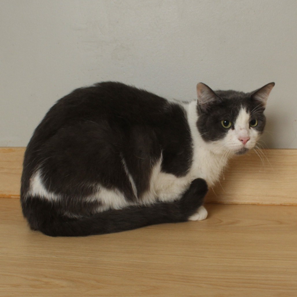 Neville C63491 bonded w/Rumi