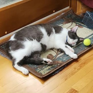 Neville C63491 bonded w/Rumi