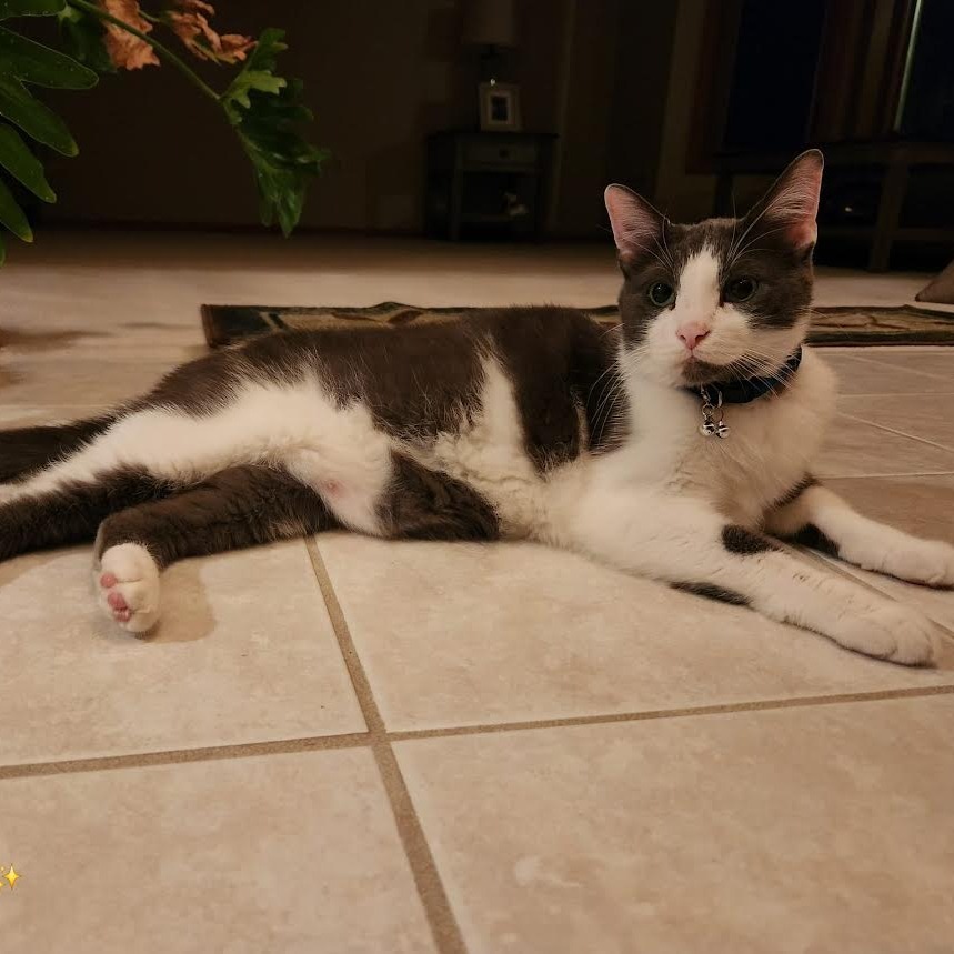 Neville C63491 bonded w/Rumi