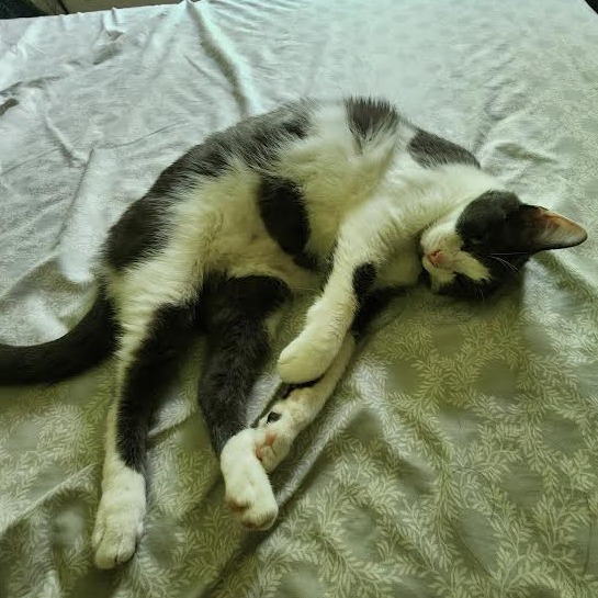 Neville C63491 bonded w/Rumi