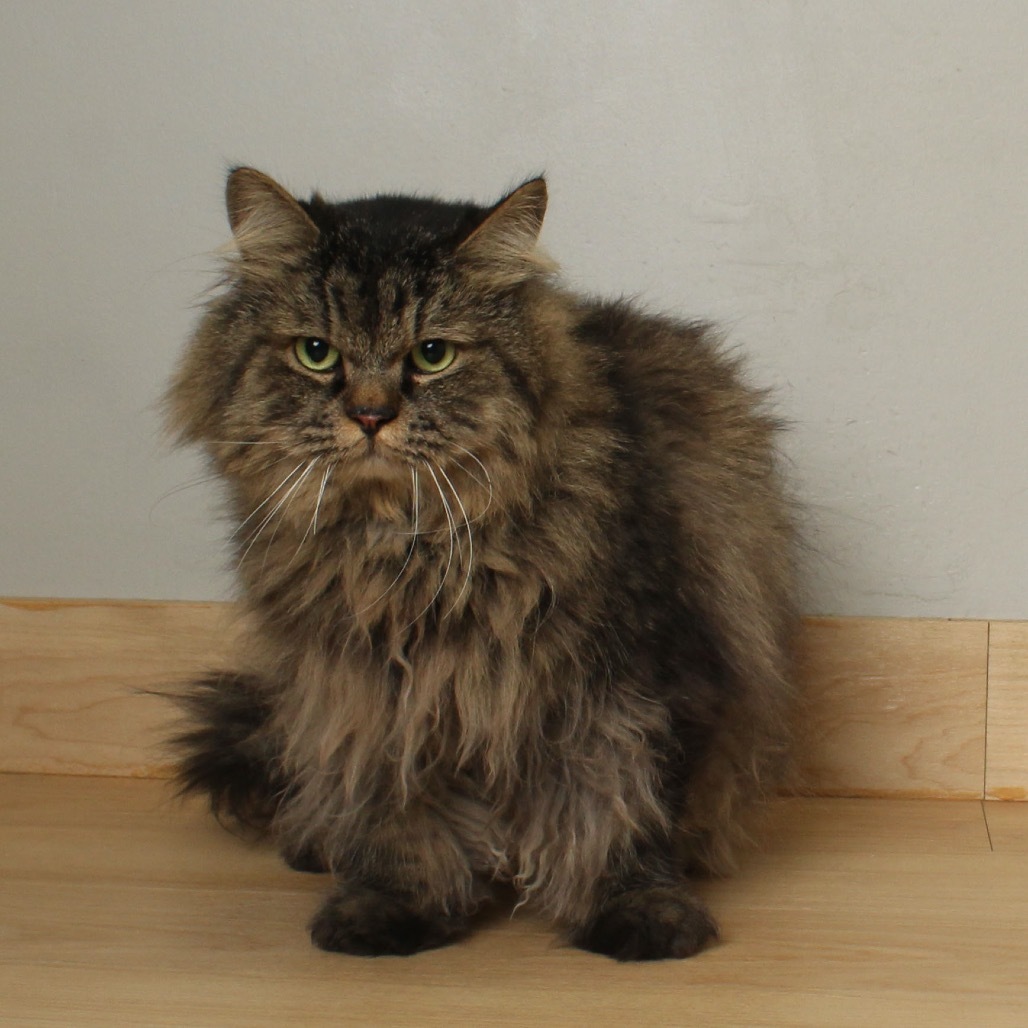 Rumi C63492 bonded w/Neville