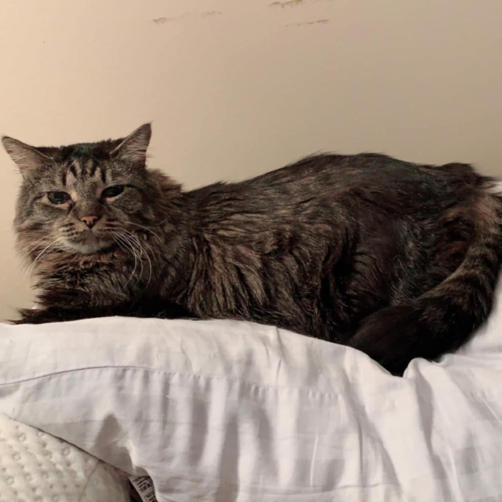Rumi C63492 bonded w/Neville
