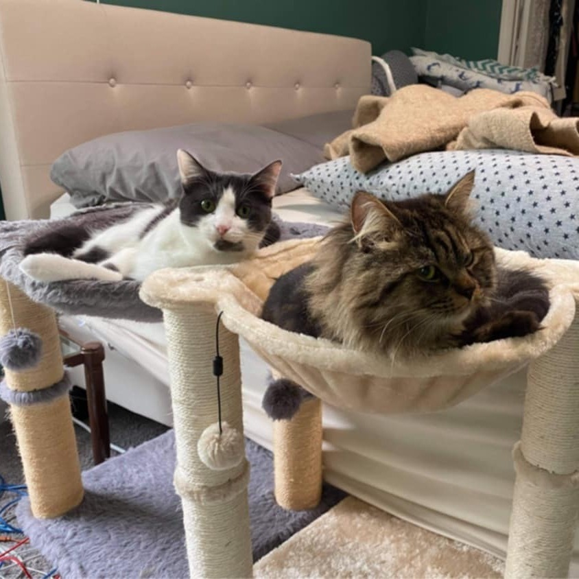 Rumi C63492 bonded w/Neville
