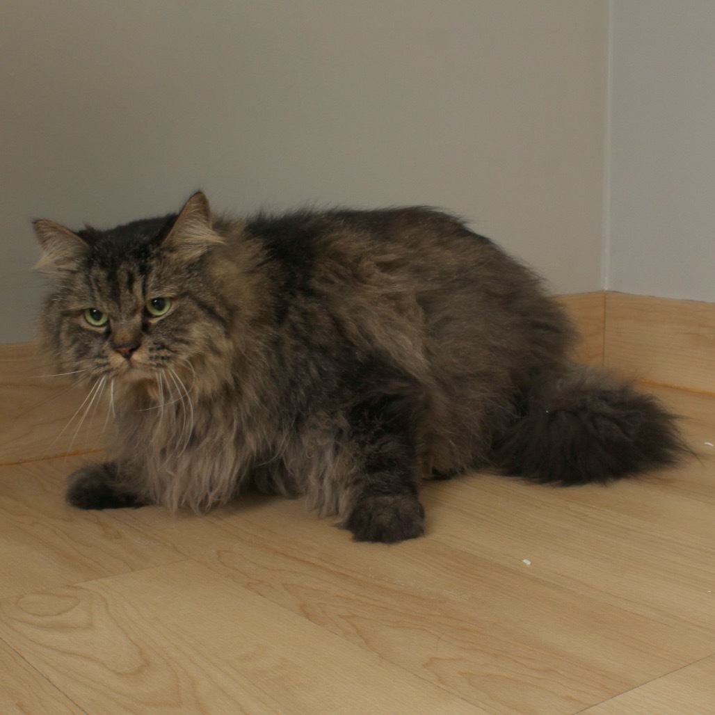 Rumi C63492 bonded w/Neville