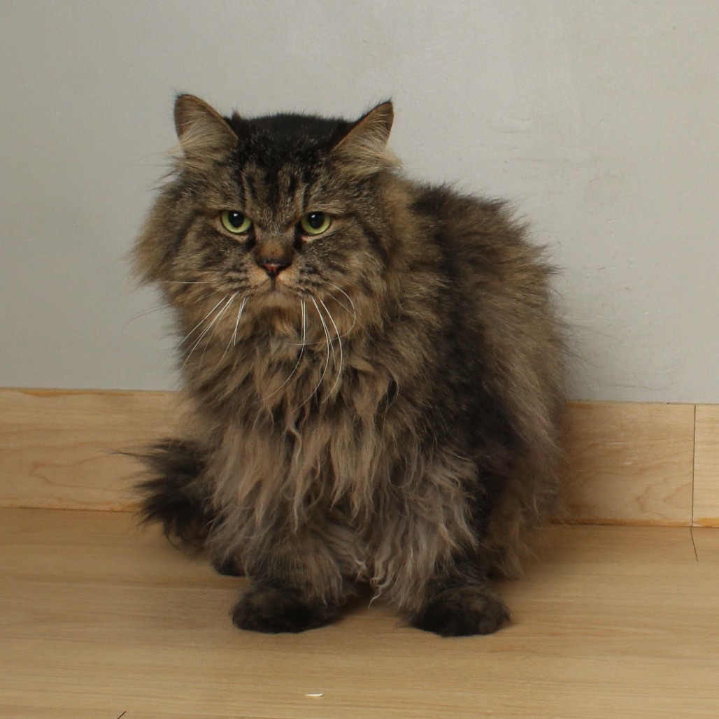 Rumi C63492 bonded w/Neville