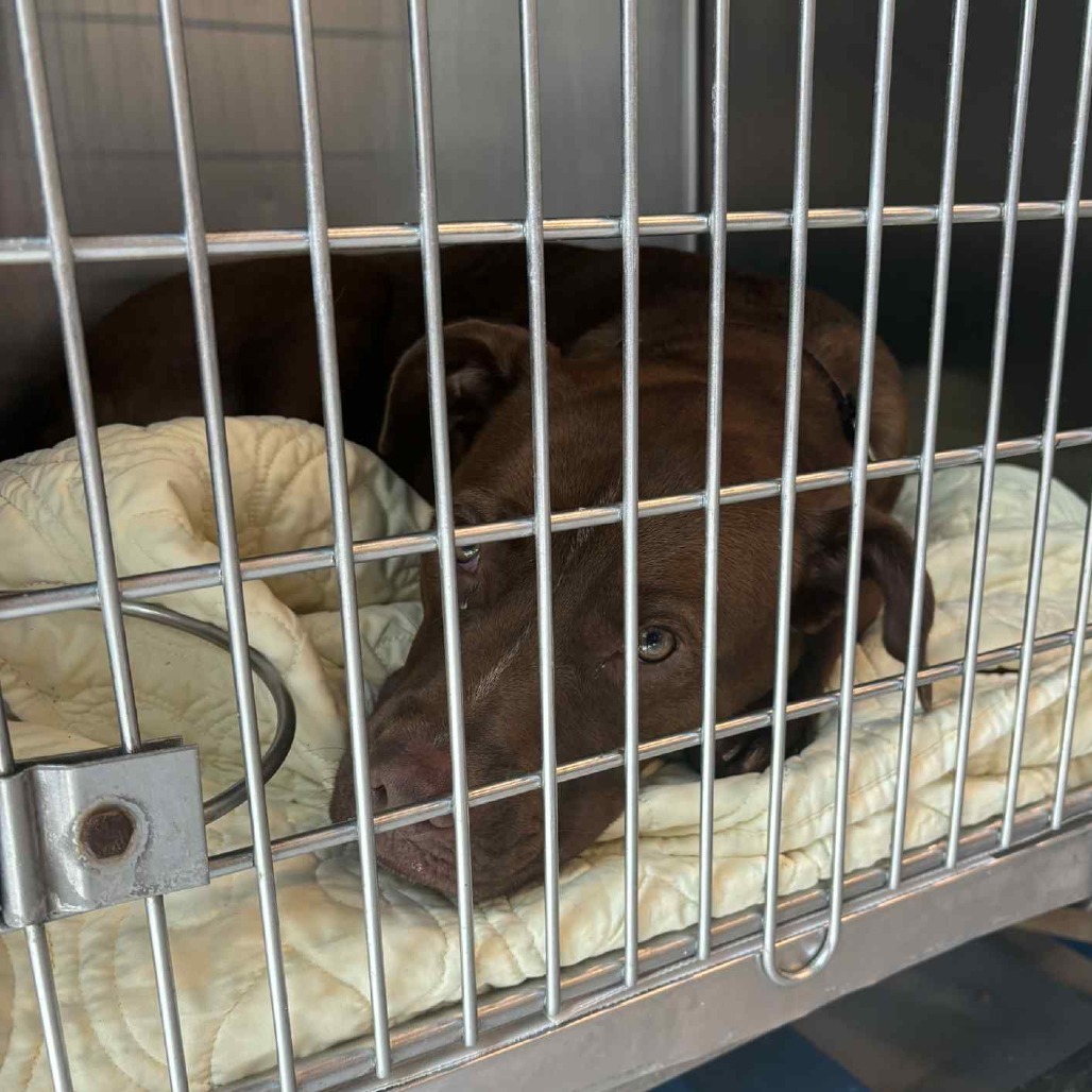 Harley Stray Hold 7/29