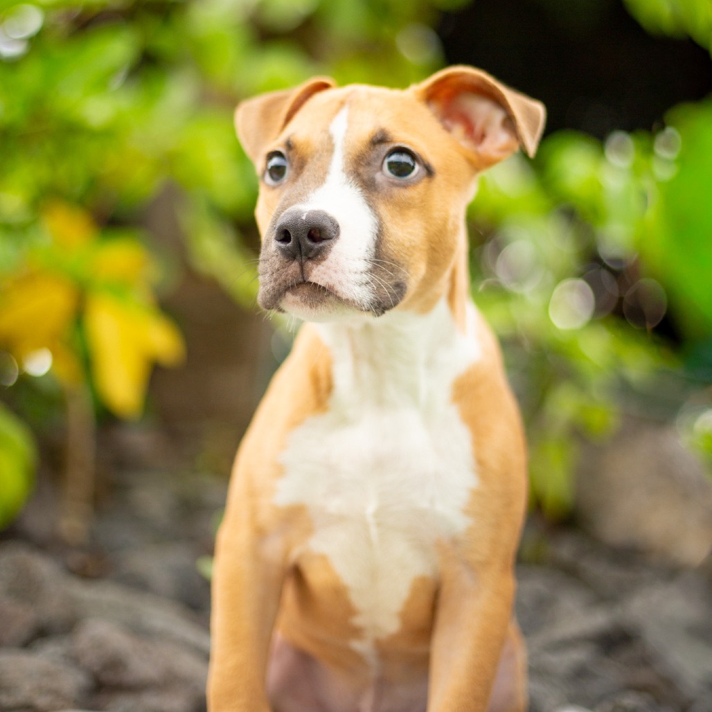 Littlefoot, an adoptable Mixed Breed in Kailua Kona, HI, 96740 | Photo Image 1