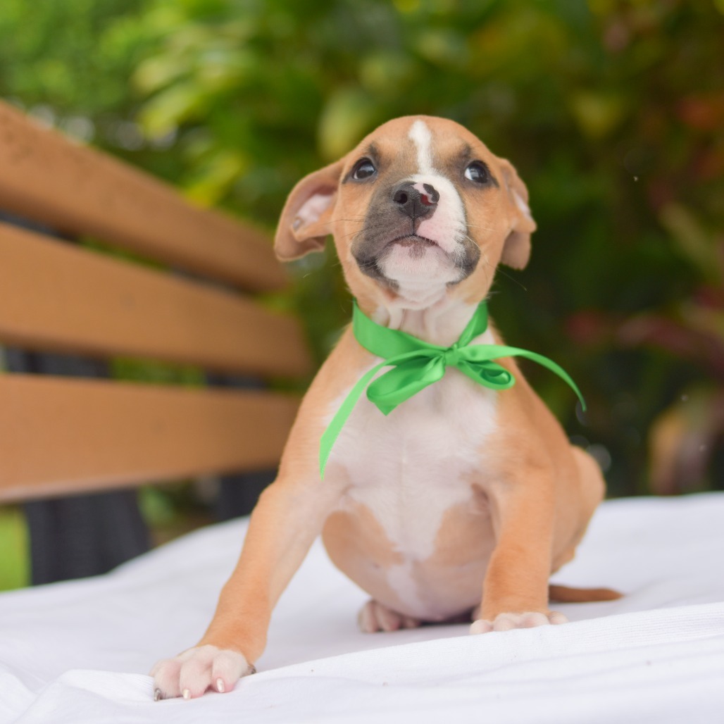 Littlefoot, an adoptable Mixed Breed in Kailua Kona, HI, 96740 | Photo Image 2