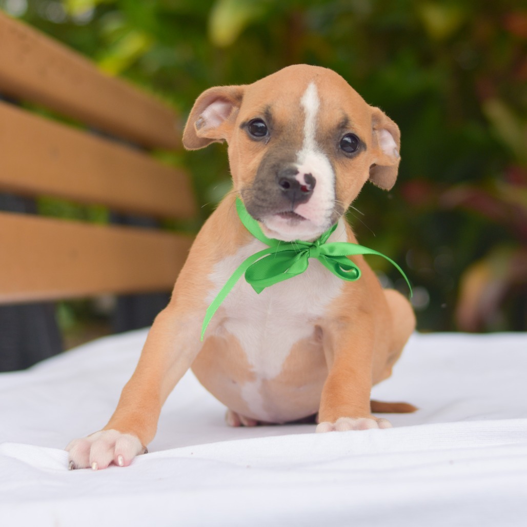 Littlefoot, an adoptable Mixed Breed in Kailua Kona, HI, 96740 | Photo Image 3
